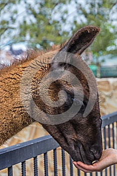 The guanaco Lama guanicoe is a camelid native to South America