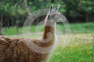 Guanaco - South american camelid photo