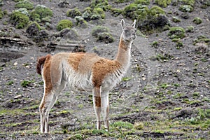 Guanaco - Lama guanicoe - Torres del Paine - Patagonia - Chile