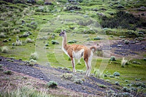 Guanaco - Lama guanicoe - Torres del Paine - Patagonia - Chile