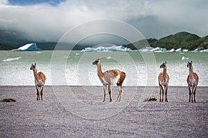 Guanaco - Lama guanicoe - Torres del Paine - Patagonia - Chile