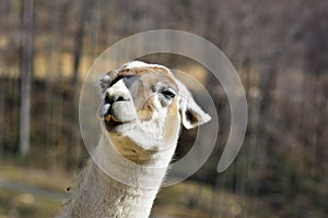 The Guanaco Lama guanicoe in the zoo