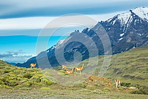 Guanaco lamas in national park Torres del Paine mountains, Patagonia, Chile, America