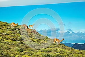 Guanaco lamas in national park Torres del Paine mountains, Patagonia, Chile, America photo