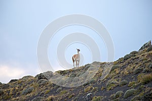 A guanaco in the landscape of the Torres del Paine mountains in autumn, Torres del Paine National Park, Chile