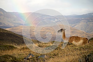 Guanaco in the landscape of the Torres del Paine mountains with a rainbow, Torres del Paine National Park, Chile