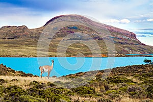 Guanaco that lives in South America