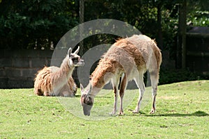 Guanaco Llama (Lama Guanicoe)