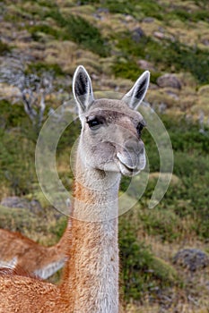 Guanaco llama species in chiean Patagonia in national park Torres del Paine