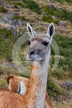 Guanaco llama species in chiean Patagonia in national park Torres del Paine