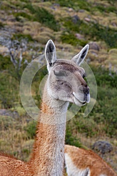 Guanaco llama species in chiean Patagonia in national park Torres del Paine