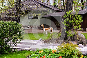 Guanaco llama walking outdoor in the garden