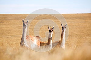 Guanaco looking in Patagonia photo