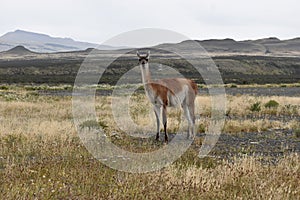 Guanaco on a meadow in Chile, Patagonia