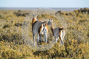 Guanaco mother and baby , ,Patagonia, Argentin photo