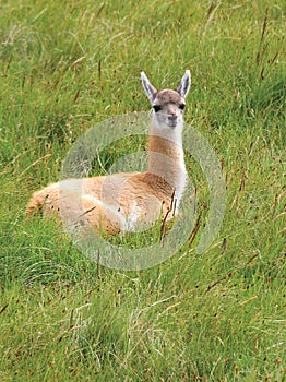 Guanaco in National Park Torres del Paine photo