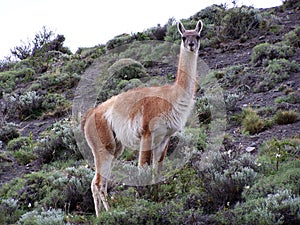 Guanaco in National Park Torres del Paine