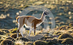 Guanaco in National Park Torres del Paine. Chile. Patagonia.