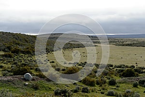 Guanaco near the village of Porvenir in Tierra del Fuego.