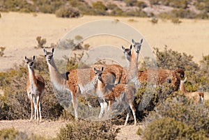 Guanaco in Patagonia