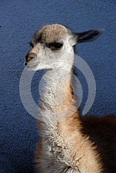 Guanaco in Patagonia, Argentina.