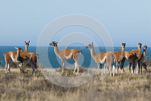 Guanaco, Patagonia, Argentina