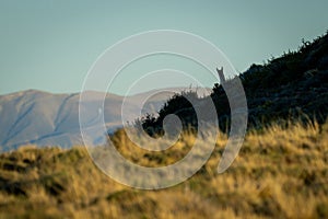 Guanaco pokes head over ridge in silhouette