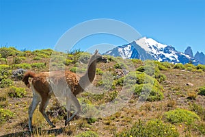 Guanaco roaming in Torres del Paine National Park, Chile