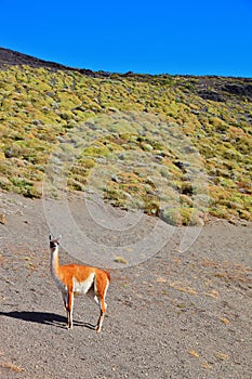 The guanaco -  small camel