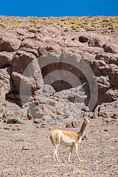 Guanaco standing at Atacama Desert