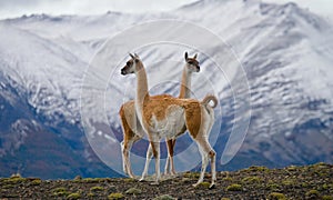 Guanaco stands on the crest of the mountain backdrop of snowy peaks. Torres del Paine. Chile.