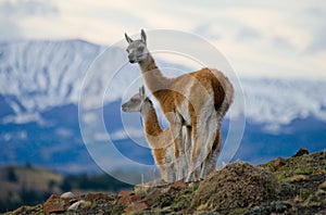 Guanaco stands on the crest of the mountain backdrop of snowy peaks. Torres del Paine. Chile. photo