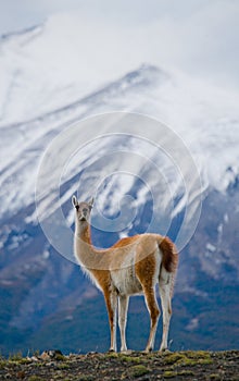 Guanaco stands on the crest of the mountain backdrop of snowy peaks. Torres del Paine. Chile.