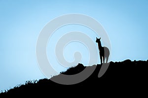 Guanaco stands silhouetted against sky on mound