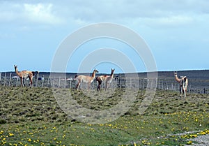 Guanaco in Tierra del Fuego photo