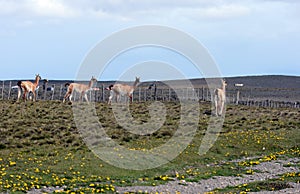 Guanaco in Tierra del Fuego photo