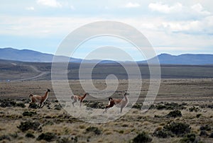 Guanaco in Tierra del Fuego photo