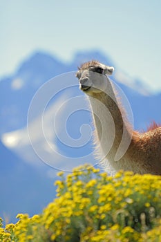 Guanaco in Torres del Paine, Chile