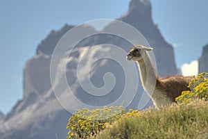 Guanaco in Torres del Paine, Chile