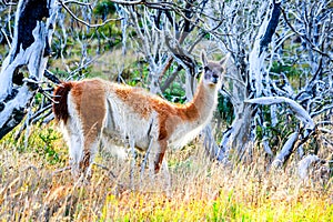 Guanaco, Torres del Paine, Chile