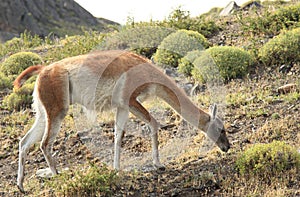 Guanaco, Torres del Paine, Chile