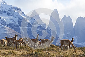 Guanaco in Torres del Paine, Chile