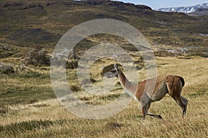 Guanaco, Torres del Paine, Chile