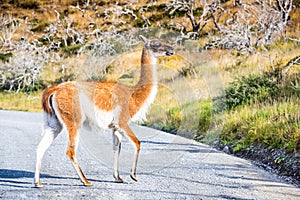 Guanaco, Torres del Paine, Chile