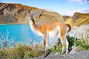 Guanaco, Torres del Paine, Chile