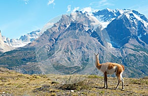 Guanaco in Torres del Paine national park