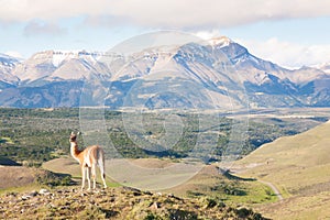 Guanaco from Torres del Paine National Park, Chile