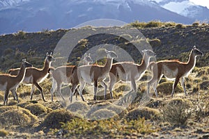 Guanaco in Torres del Paine National Park, Chile