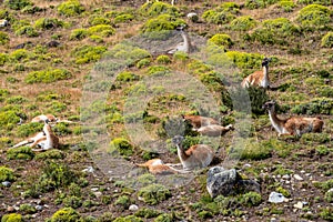 Guanaco in the Torres del Paine National Park. Patagonia, Chile