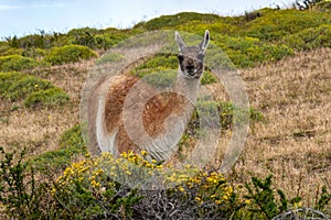 Guanaco in the Torres del Paine National Park. Patagonia, Chile